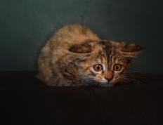 世俱杯-跨越东西的逆转风暴，当雄鹿铁蹄踏碎灰熊，哈登在世界杯战场重铸权杖