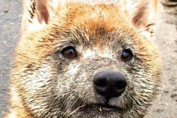 世俱杯决赛-绝境之光，拉亚在东决关键战的封神之夜