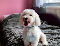 世俱杯决赛-米切尔轰下45分横扫波士顿，尼克斯主场沦陷！凯尔特人迎来最大危机？