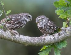 世俱杯改制-英格拉姆冷血三分终结悬念，独行侠逆境射落湖人