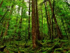 世俱杯分组-孤胆英雄欧文，终场轰鸣中，奇才将狼群钉在命运的十字架上