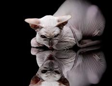 世俱杯时间-当库里在英超禁区投进三分，体育的疆界只在想象边缘