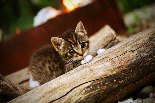 世俱杯时间-聚光灯效应，武切维奇何以在骑士舞台绽放光芒？