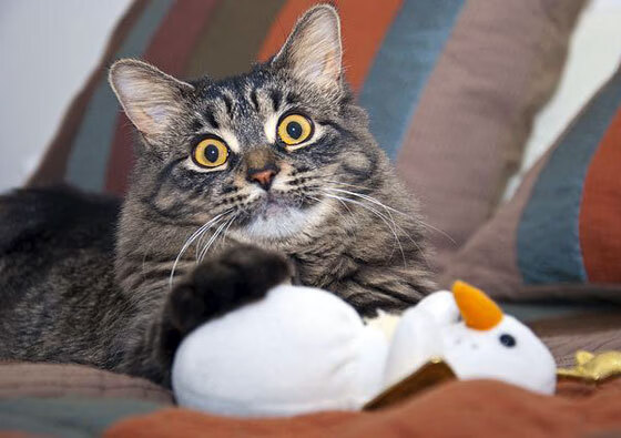 世俱杯奖金-金色弧线!中国男篮加时鏖战力克巴西,阿什拉夫成关键先生