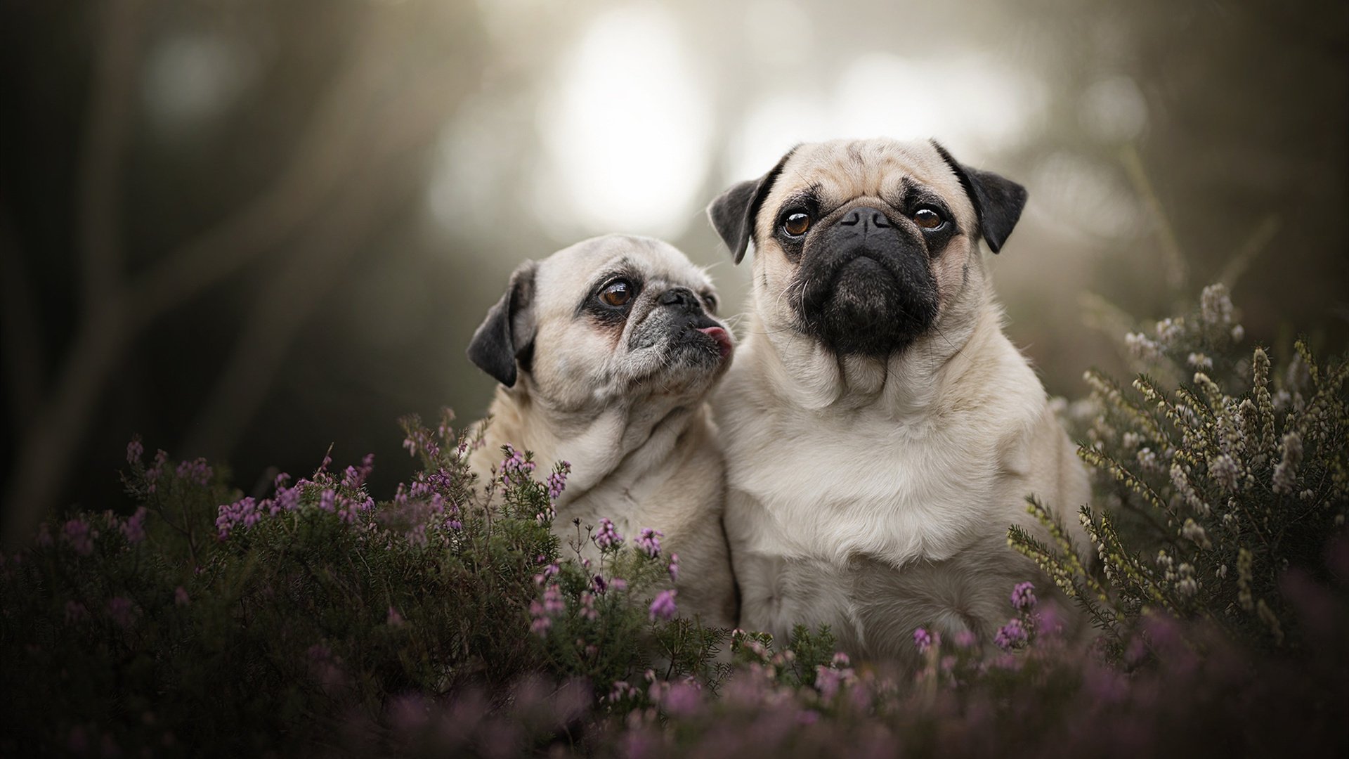 世俱杯时间-摩纳哥惊天逆袭！关键先生布鲁诺一战封神，强势击溃加拿大