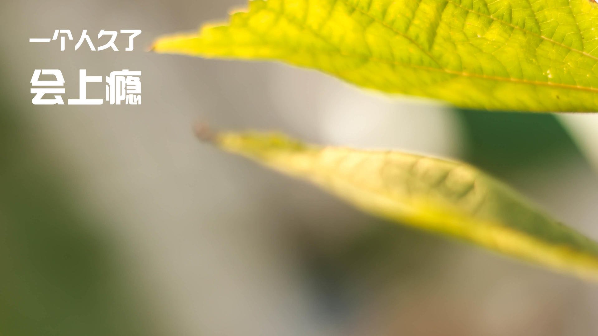 世俱杯直播-斩落巨人的东方利刃，与全球舞台的强者接管