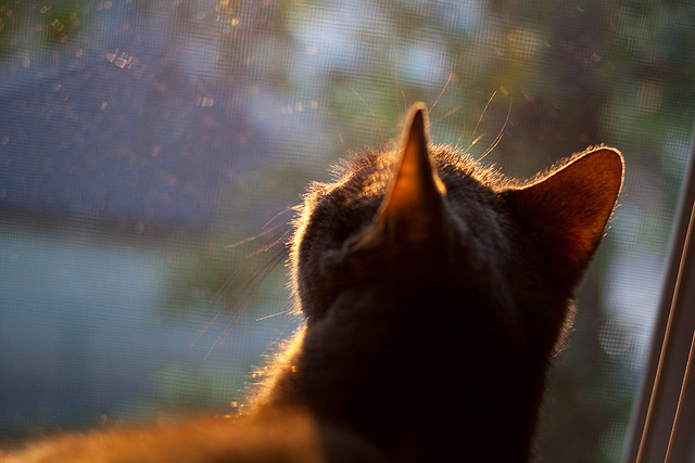 世俱杯-若日尼奥压制级发挥引领中场革命，芬兰黑马奇迹般粉碎勒沃库森不败神话
