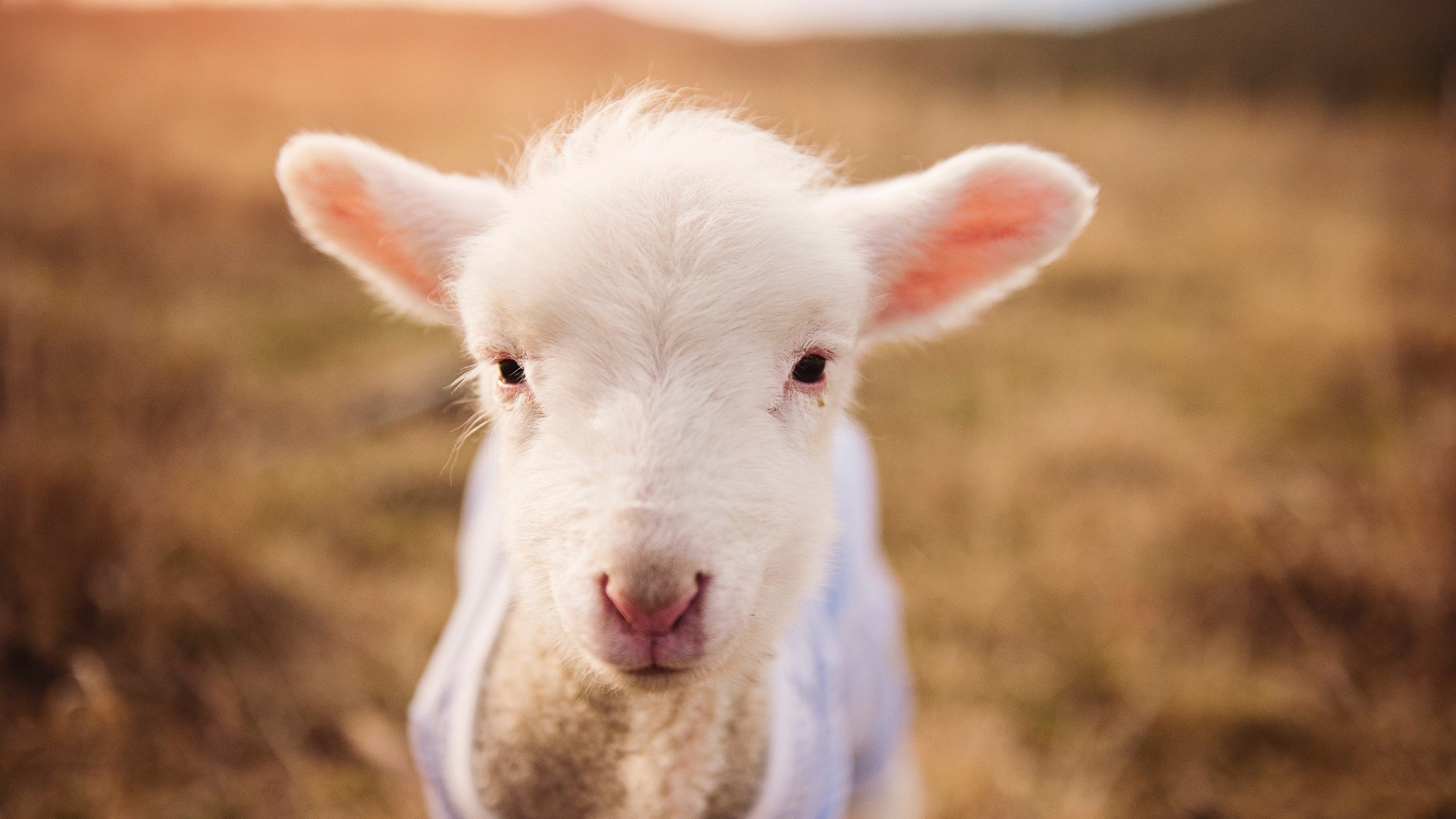 世俱杯2025-逆压之下的绿茵救赎,范戴克,阿根廷的关键先生