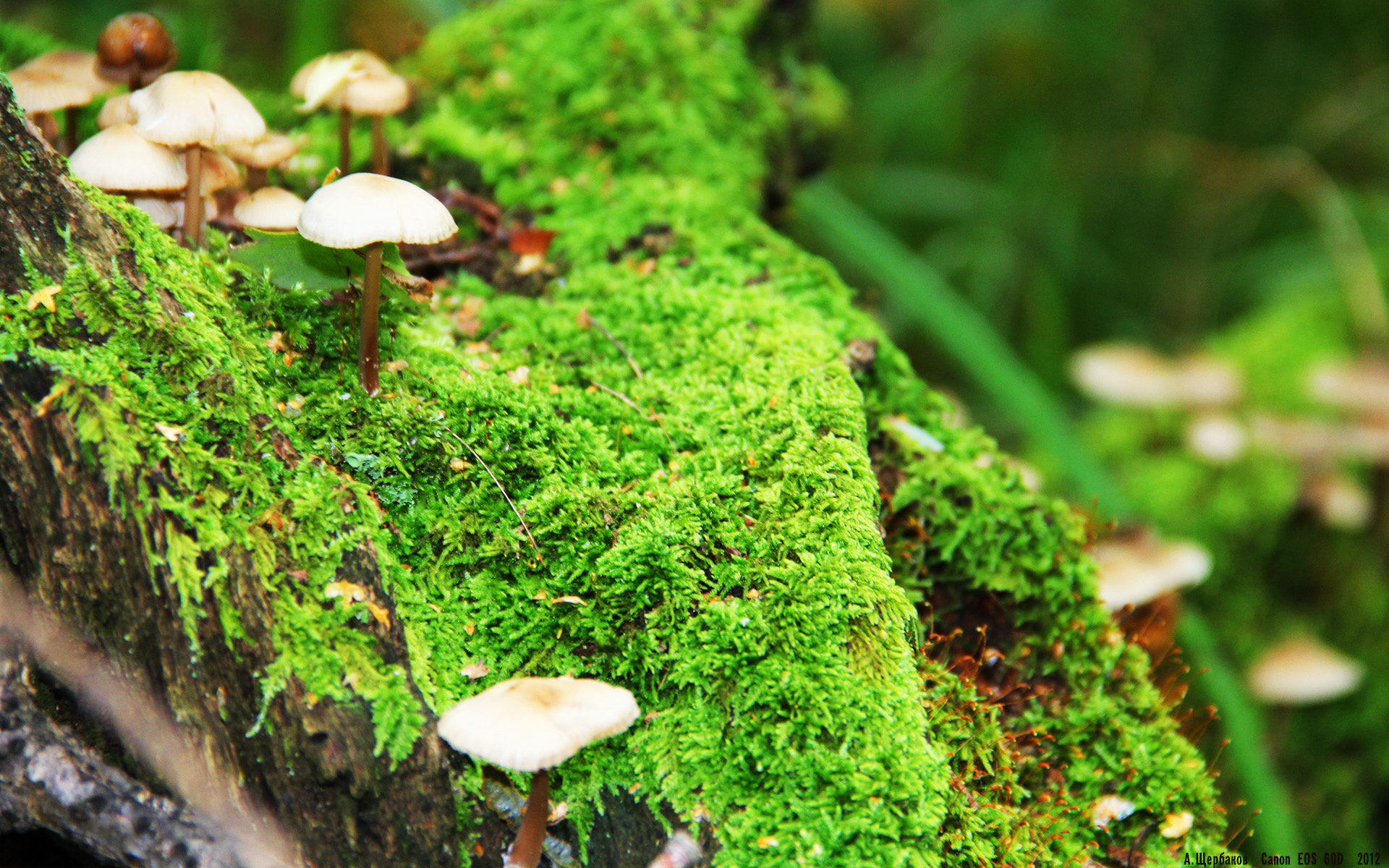 世俱杯-西决生死战饮恨明尼苏达!库里时代的最后狂澜,竟被群狼无情扑灭