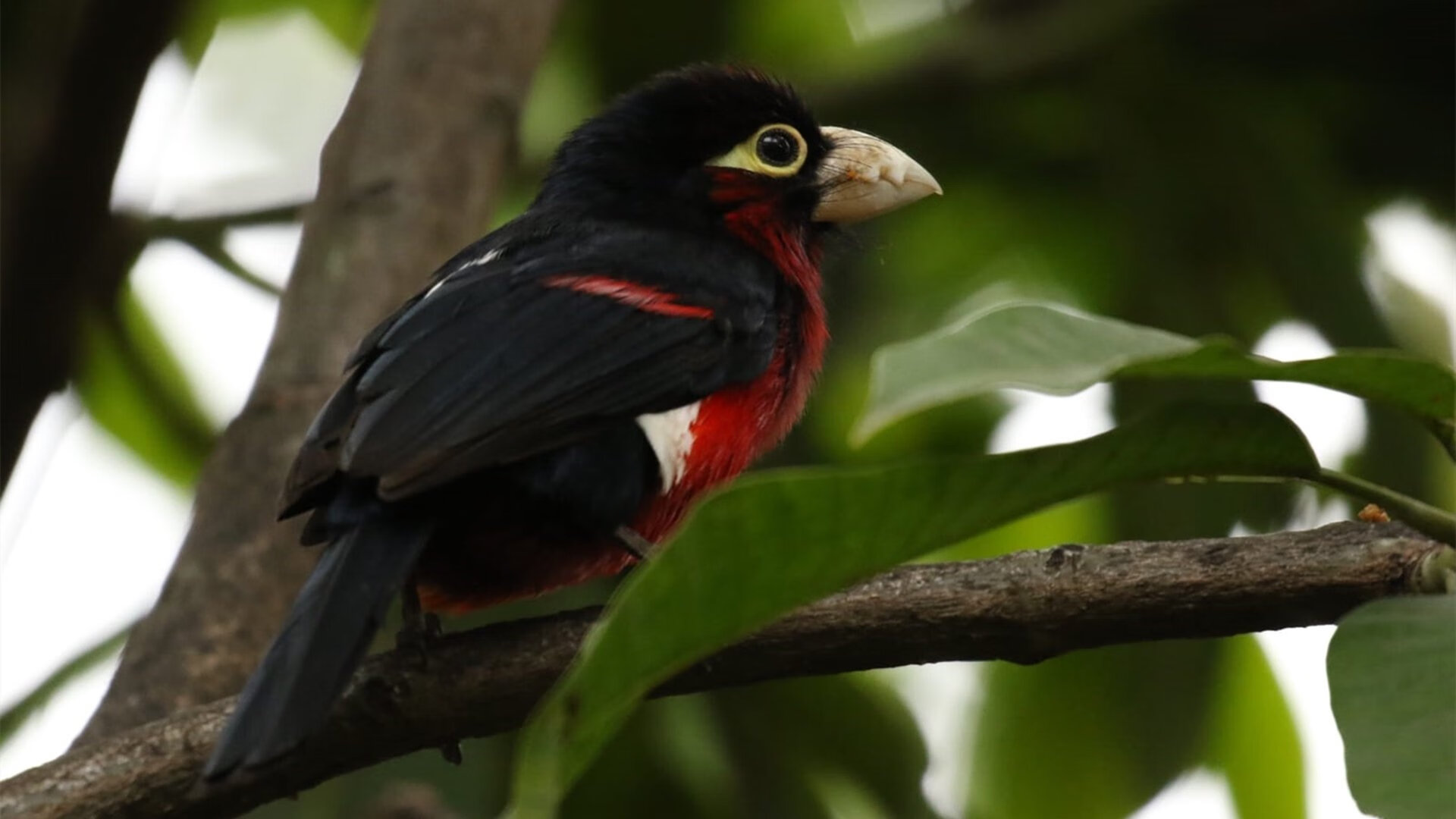 世俱杯-满分掌控!黄蜂险胜76人,保罗赛后评分拉满演绎老将智慧