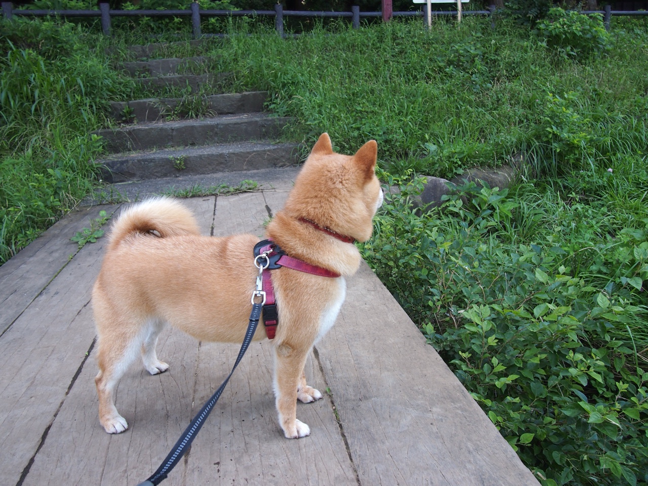 世俱杯-传奇之战，北京队硬仗取胜尼克斯，乔治接管NBA季后赛的启示