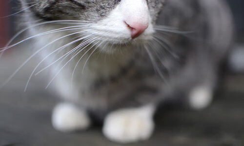 世俱杯参赛资格-统治力的双重奏,雄鹿铁蹄踏破汽车城,格林圣火照亮世界排名战场