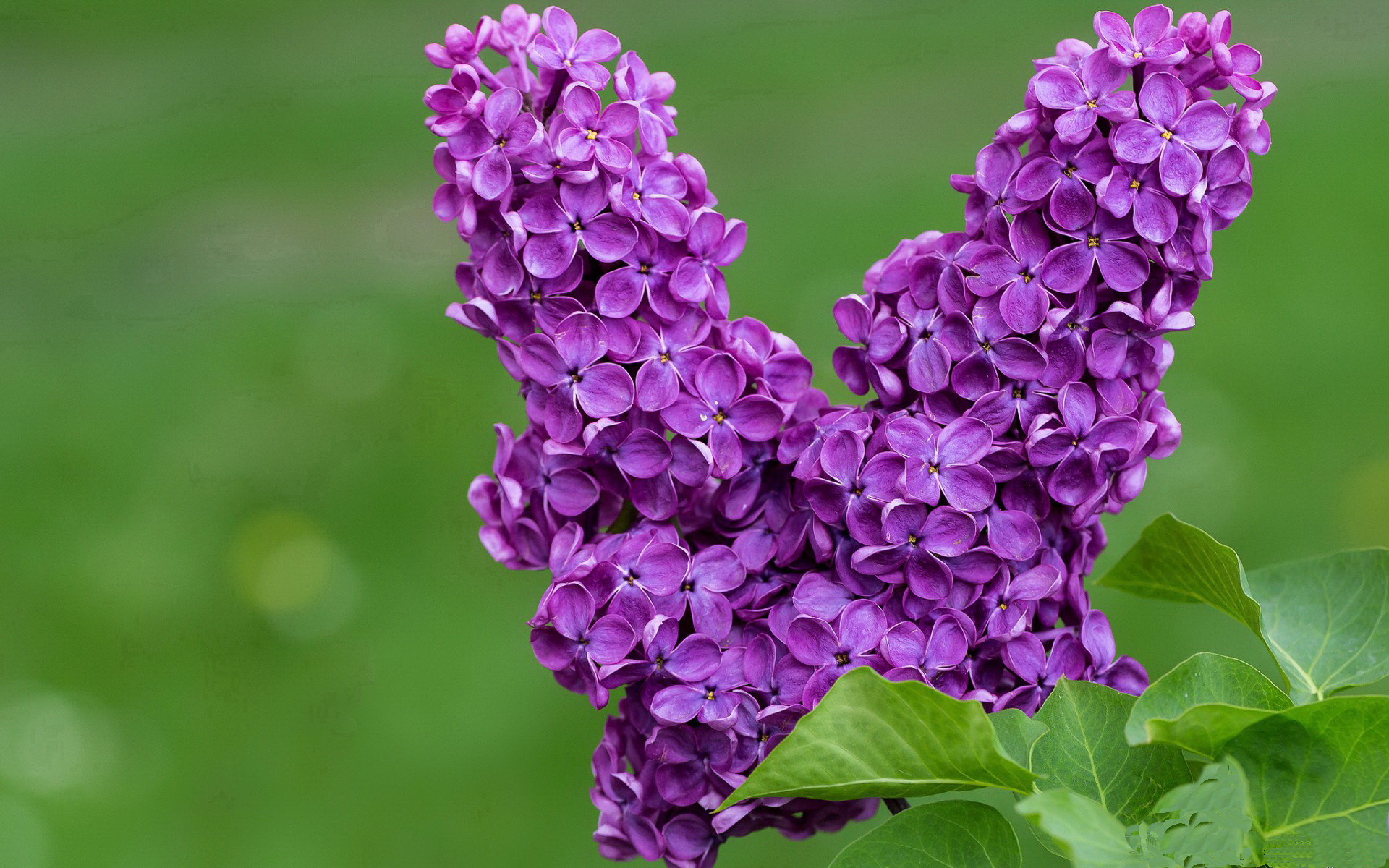 世俱杯-浓眉制胜36+18，山西主场狂胜公牛迎三连胜