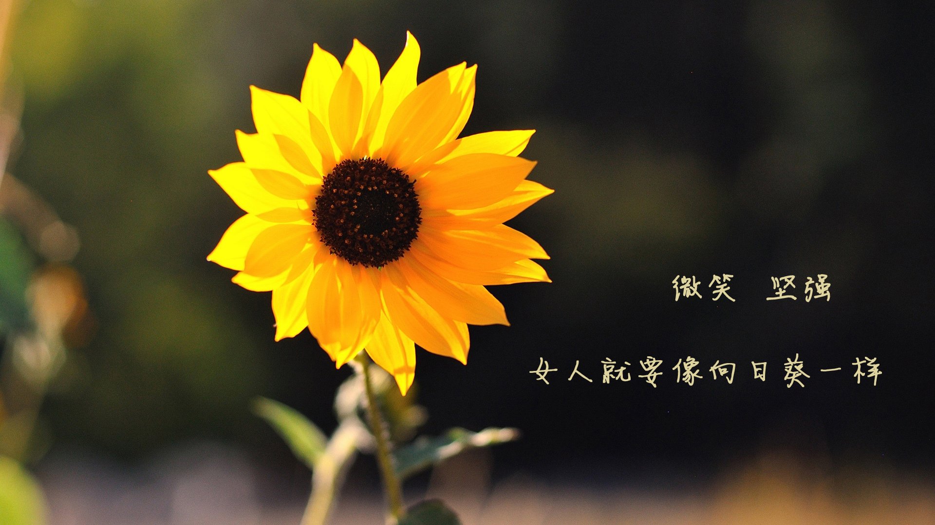 世俱杯时间-南美巨人梦碎河内,越南绝杀巴西,坎塞洛完成致命一击